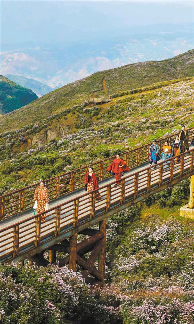 “乌蒙村秀·彝裳映红高山杜鹃”生态时装秀在盘州乌蒙大草原上演。模特穿行于花间，刺绣纹样与自然光影交相辉映。吴秉泽摄