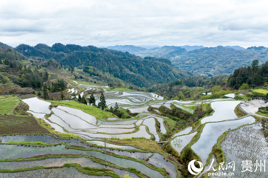 航拍贵州省遵义市凤冈县红安村的千亩梯田。人民网记者 涂敏摄
