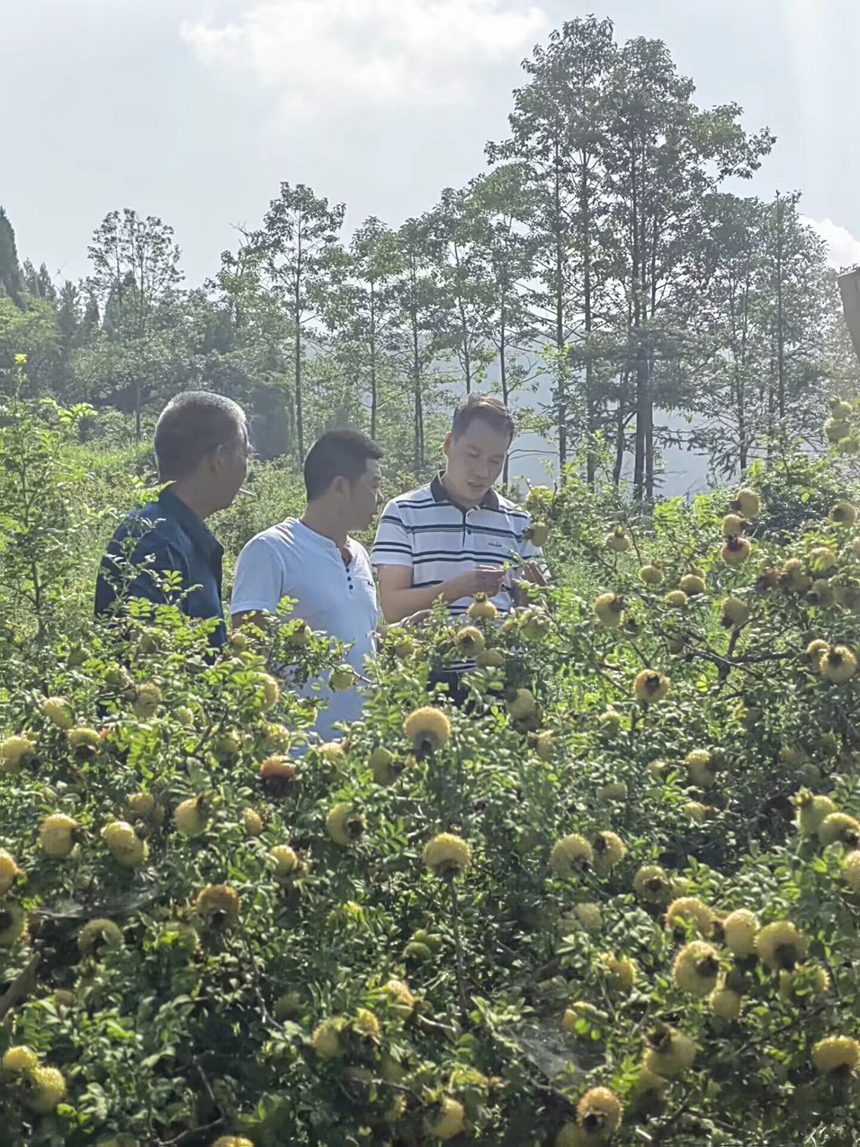 到田间地头实地调研。