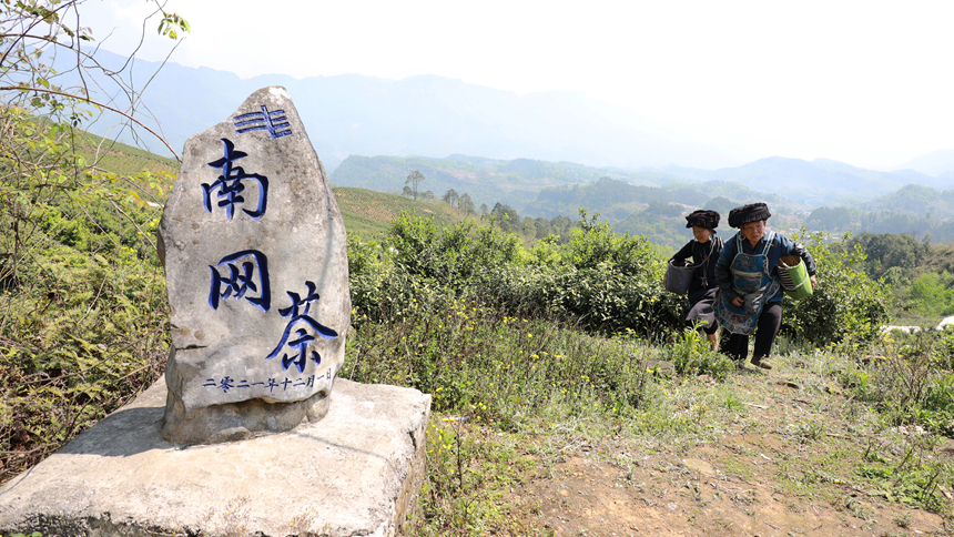 茶农采茶归来。卢关文摄