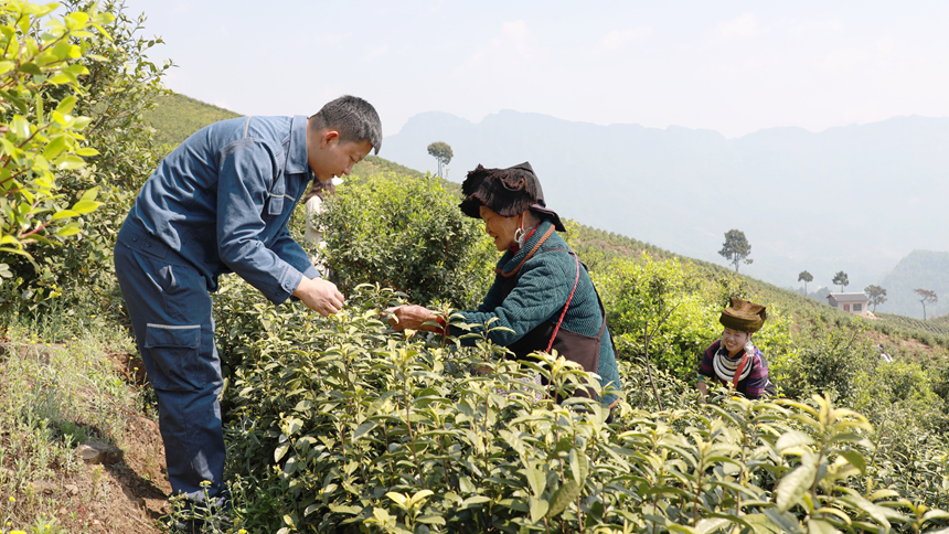 南方电网贵州兴义供电局驻村干部与茶农在哦茶园里采茶。卢关文摄