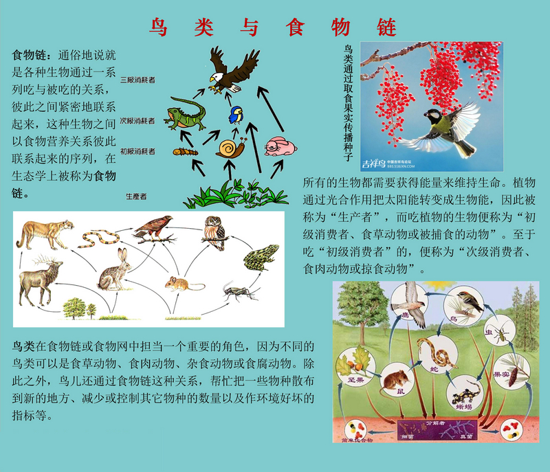 一图读懂鸟类在食物链中的重要角色。