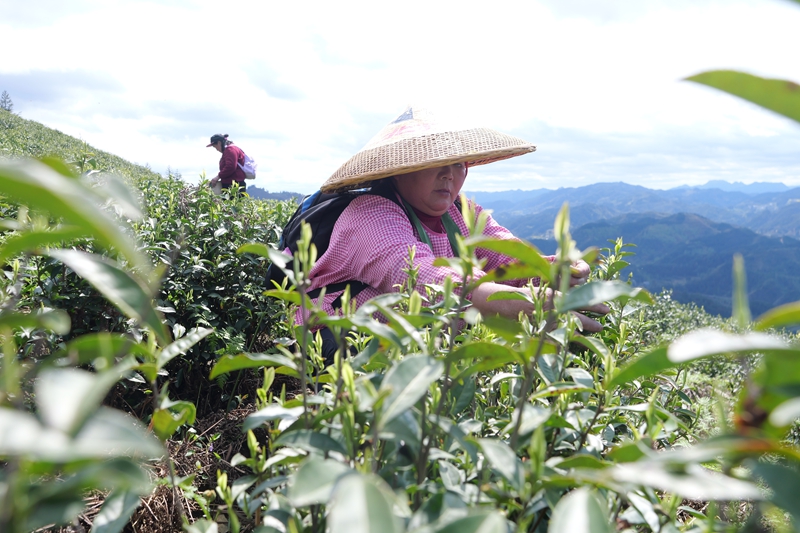 松桃平头镇：7000亩生态白茶抢鲜开采。