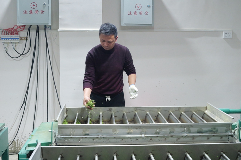 松桃平头镇：7000亩生态白茶抢鲜开采。