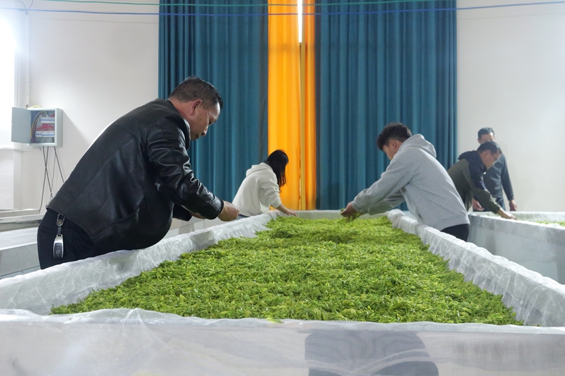 松桃平头镇：7000亩生态白茶抢鲜开采。