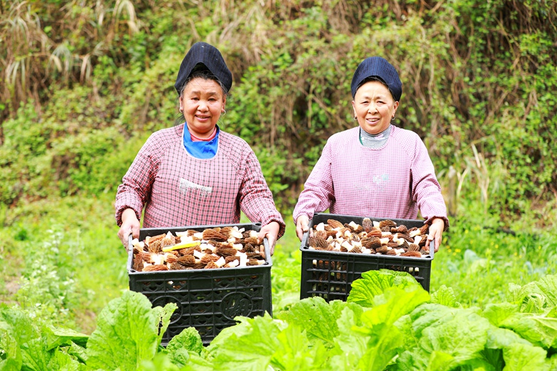 村民手捧采收的羊肚菌喜笑颜开。杨菊梅 摄