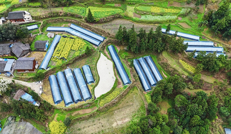 剑河县革东镇麻栗村的羊肚菌种植大棚。岑光柱 摄
