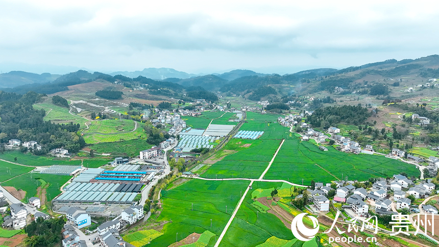 航拍桐梓县官仓镇红旗社区700余亩麦田。人民网记者 涂敏摄