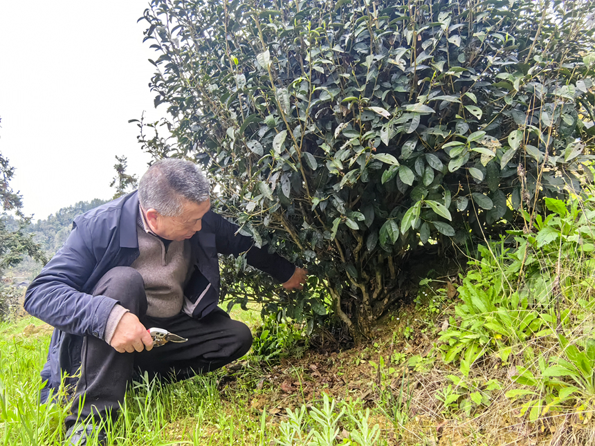 古茶树保育成效显。