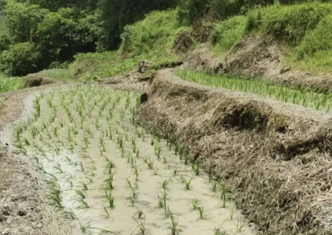 双山村稻田。