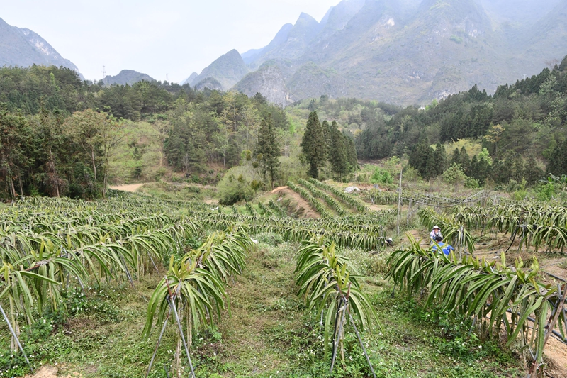 蜜宝火龙果种植基地一角.JPG