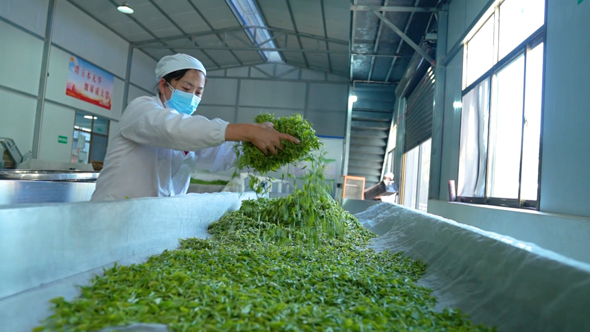 茶厂的工作人员正在将茶叶铺撒开。