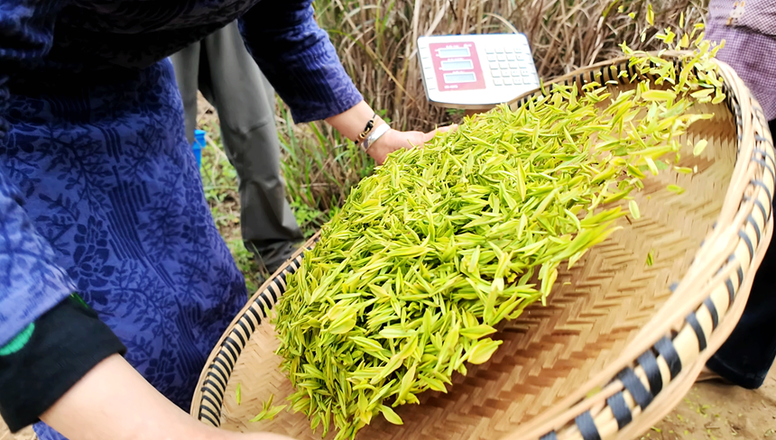 采摘好的茶青等着过称。