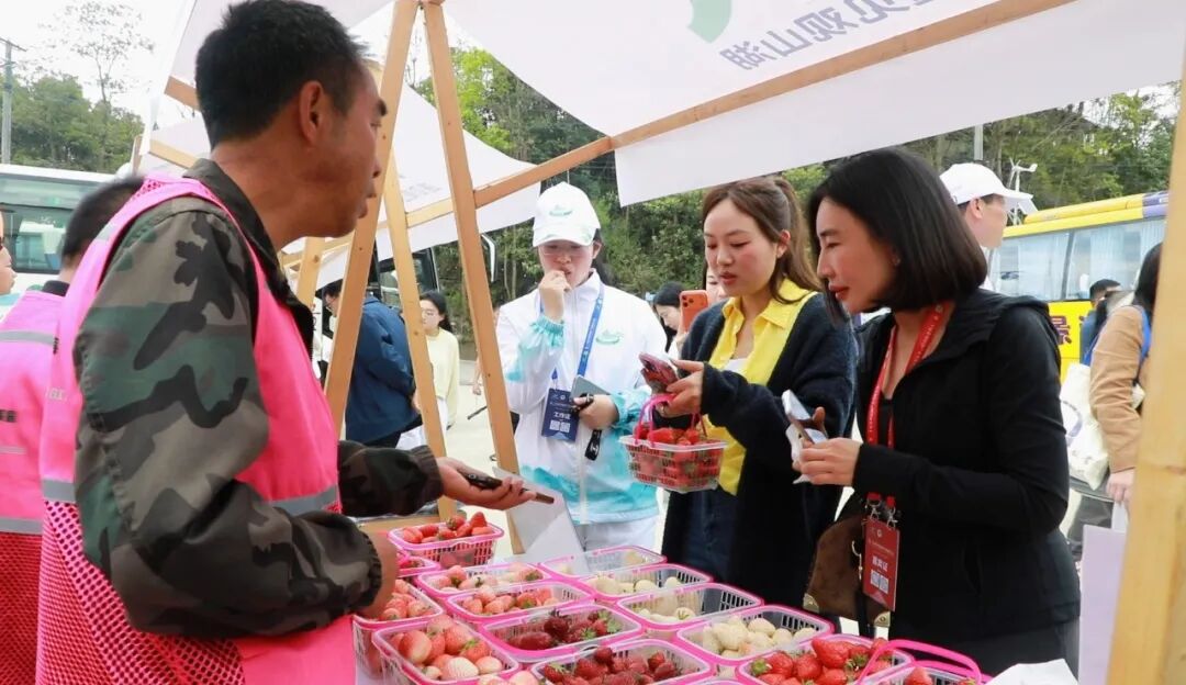 观山湖区的本土草莓深受嘉宾关注和喜爱。