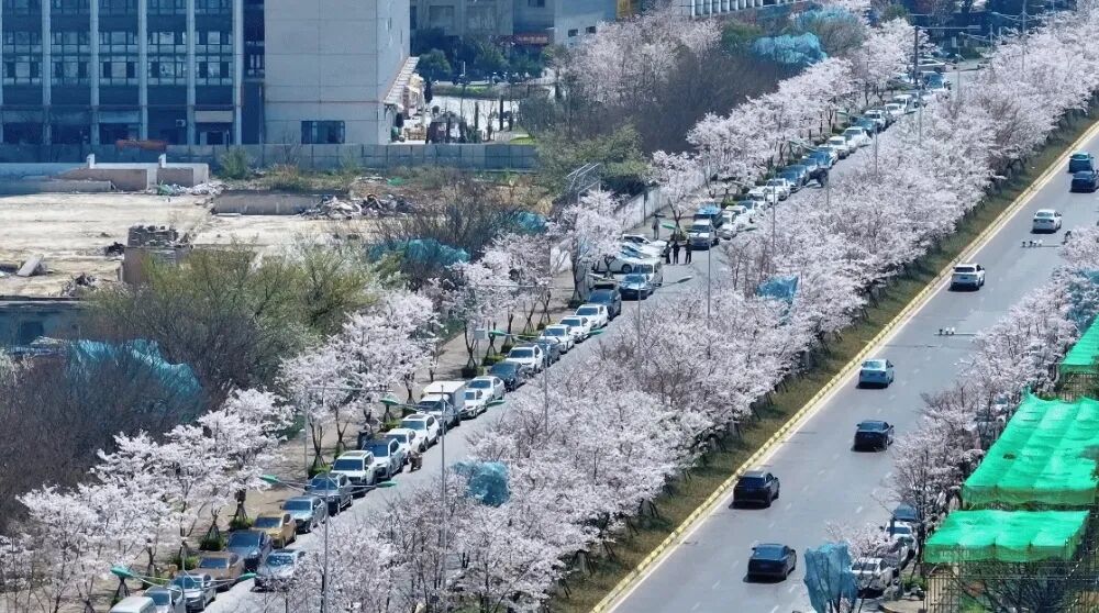 诚信南路樱花绽放。