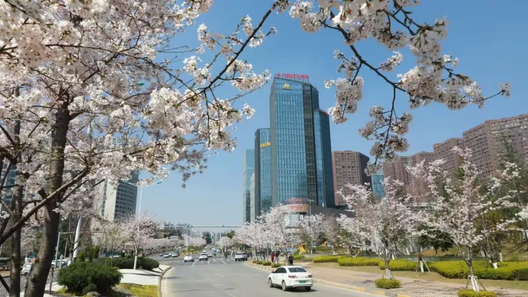 诚信南路樱花绽放。