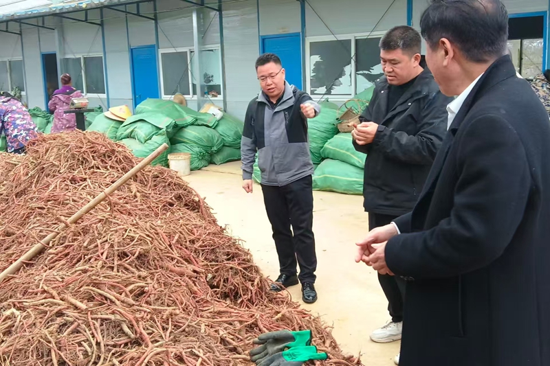 镇主要负责人调研药材基地的发展.jpg