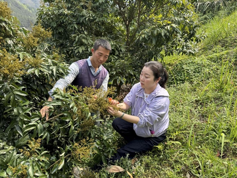 果树所王荔在罗甸县板庚村指导农户妃子笑荔枝控梢疏花。.jpg