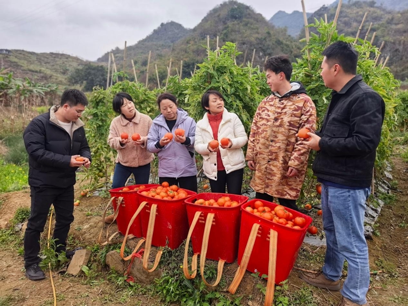园艺所蔬菜团队到关岭蔬菜基地指导冬春番茄生产。.jpg