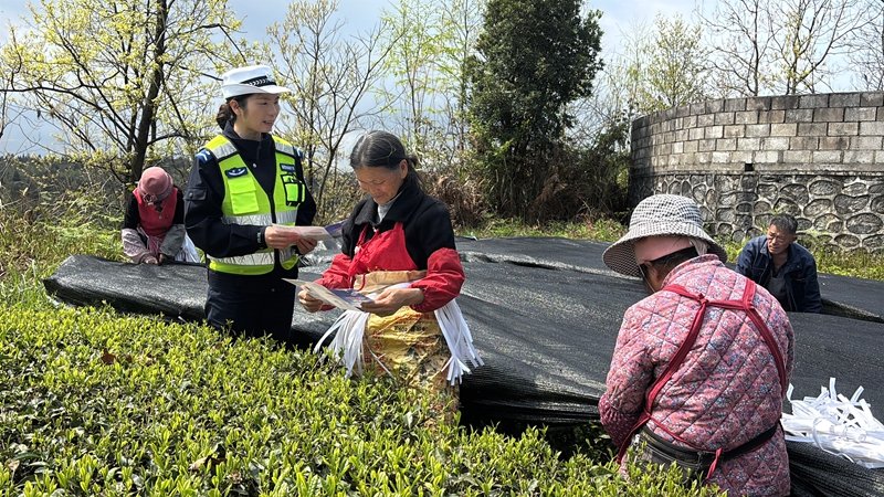 “茶山警务”守护春茶香。