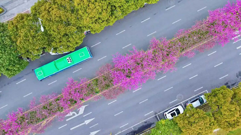 石标路的“四季春1号”紫荆花沿街绽放。陈扬摄