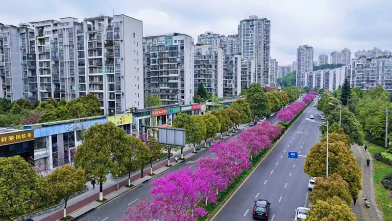 石标路的“四季春1号”紫荆花沿街绽放。