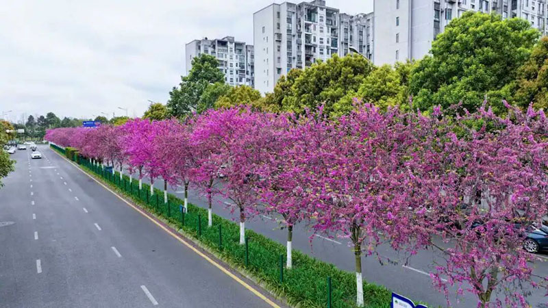 石标路的“四季春1号”紫荆花沿街绽放。