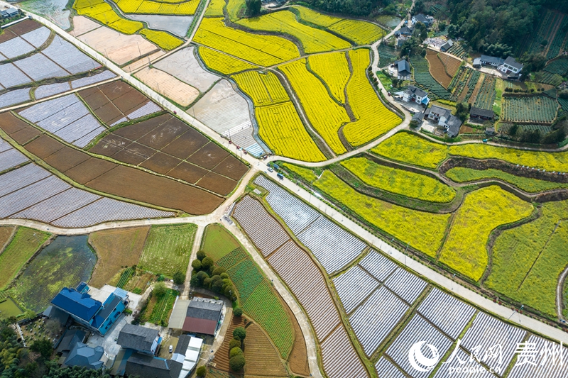 航拍贵州省遵义市凤冈县进化镇田园风光。人民网 阳茜摄