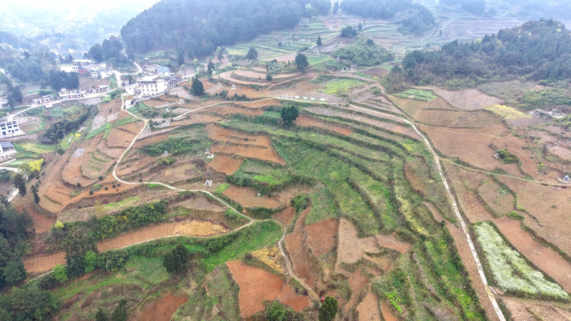 山桐子基地。.jpg