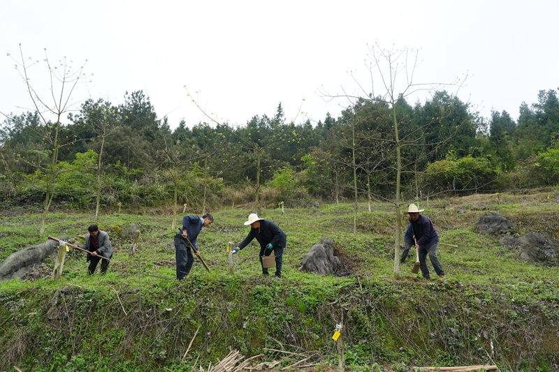 村民给山桐子树除草。