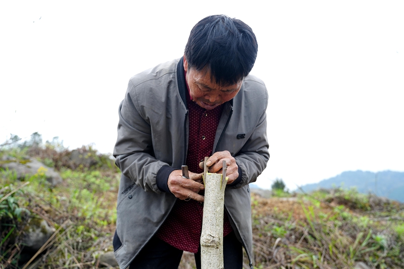 村民给山桐子树做嫁接改良。.jpg