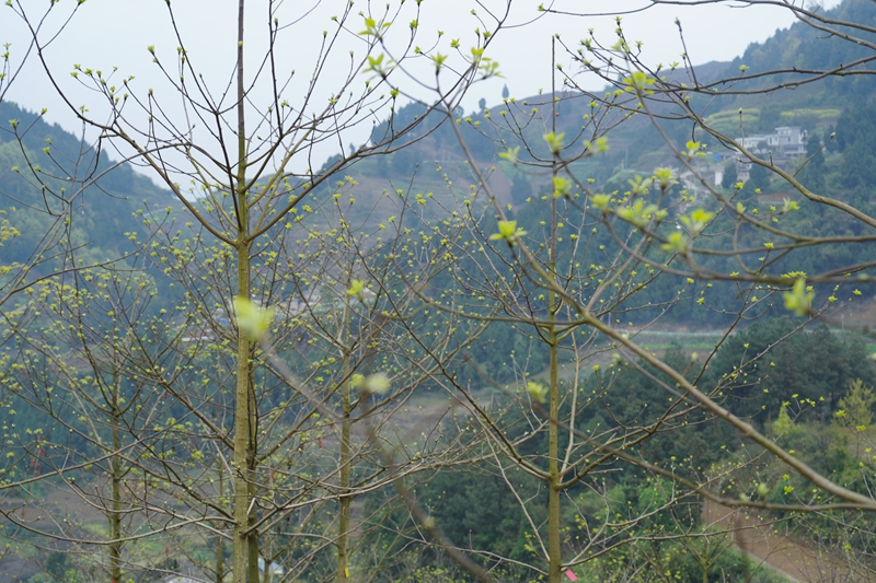山桐子树。.jpg