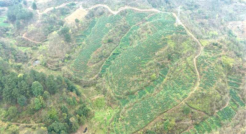 茶山。.jpg