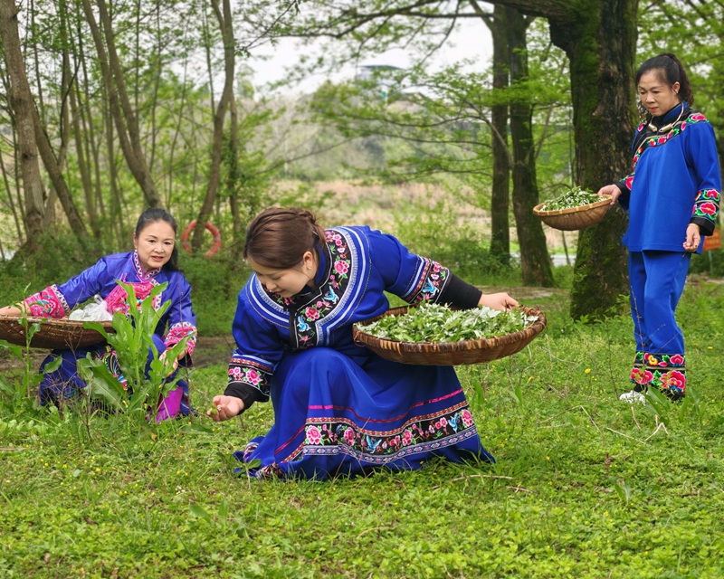 贵州松桃：清明时节 传统美食清明粑受欢迎。