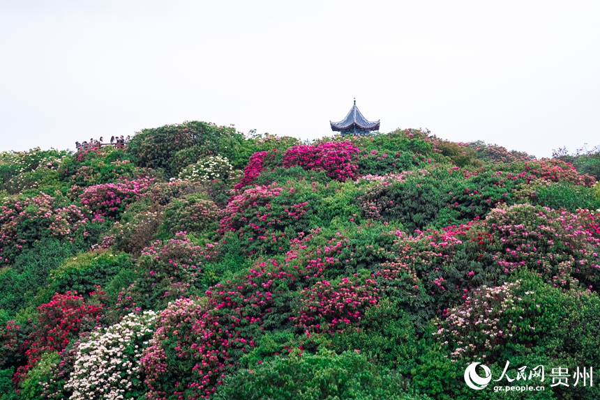 航拍贵州省毕节市百里杜鹃景区。人民网记者 涂敏摄