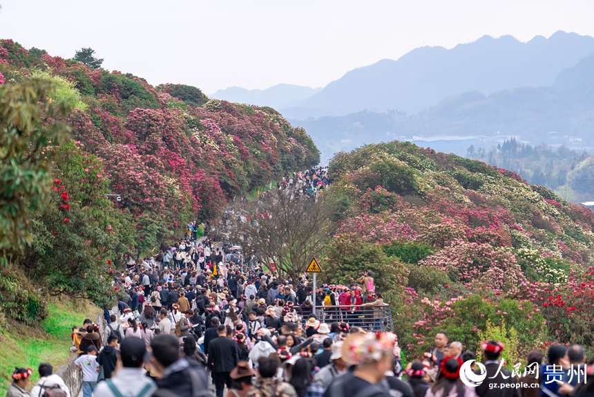 百里杜鹃景区内游人如织。人民网记者 涂敏摄