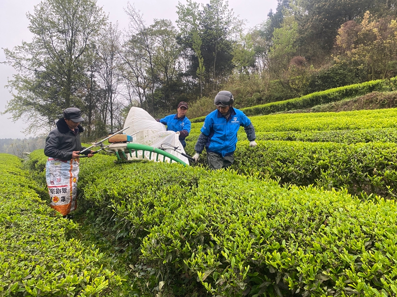 工人们正在采摘茶青。