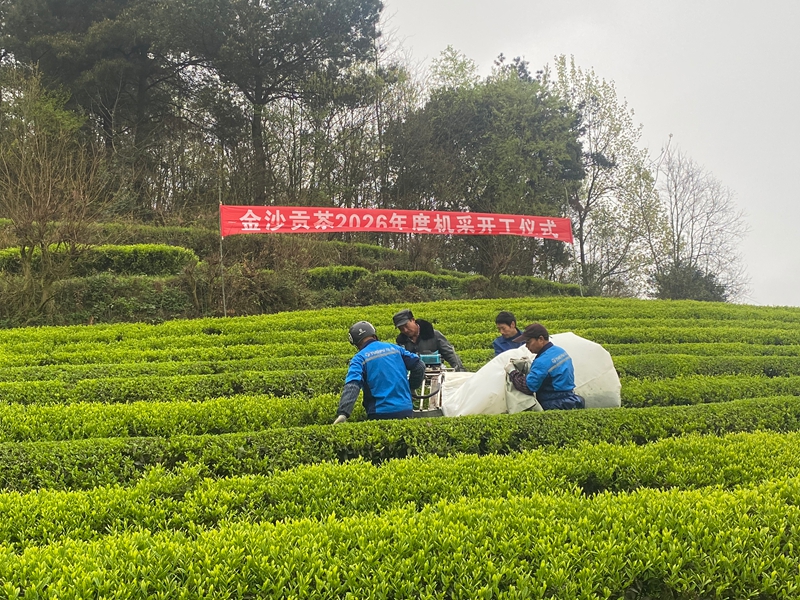 机械化采摘现场。