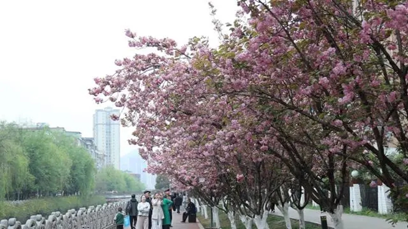 钟山区：樱花引客来 消费活起来。