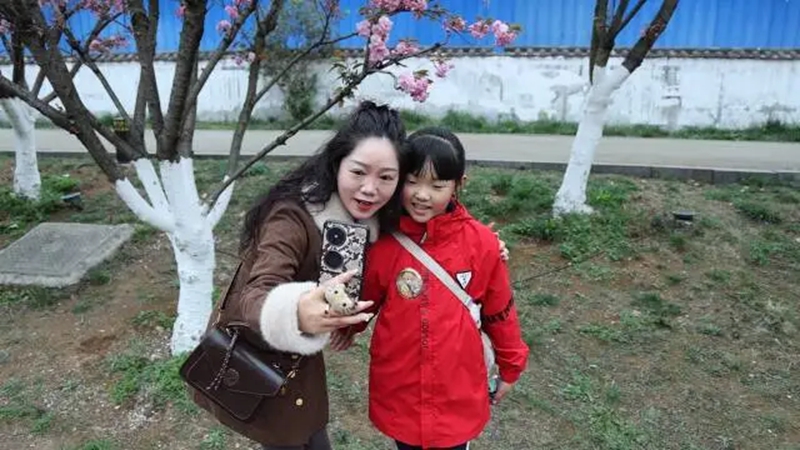 钟山区：樱花引客来 消费活起来。