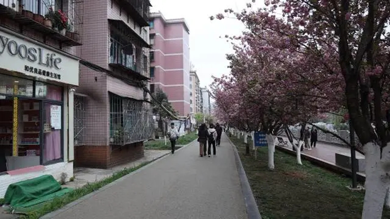 钟山区：樱花引客来 消费活起来。