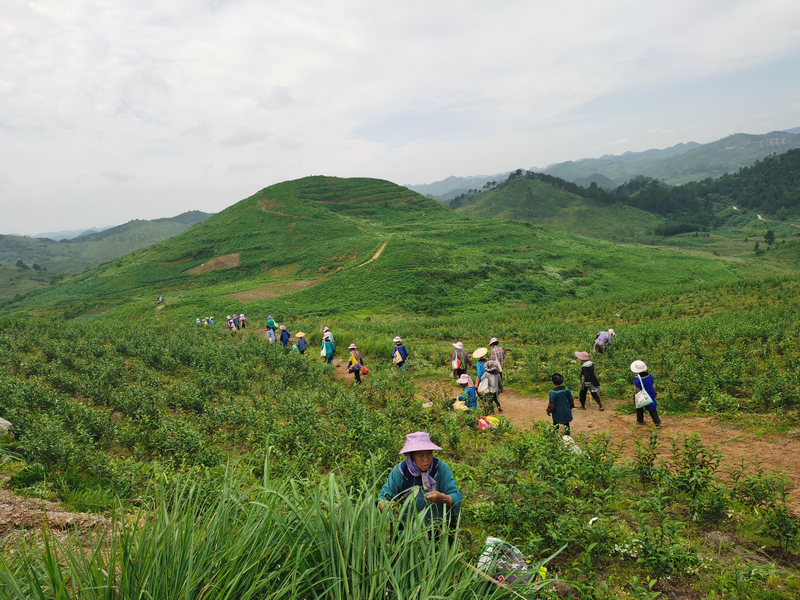采茶工忙碌在茶山上。