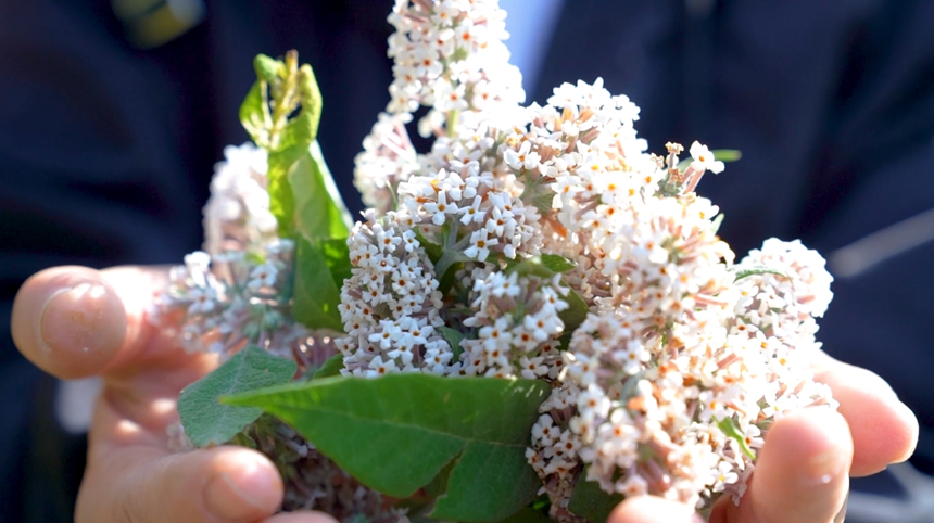 染饭花。