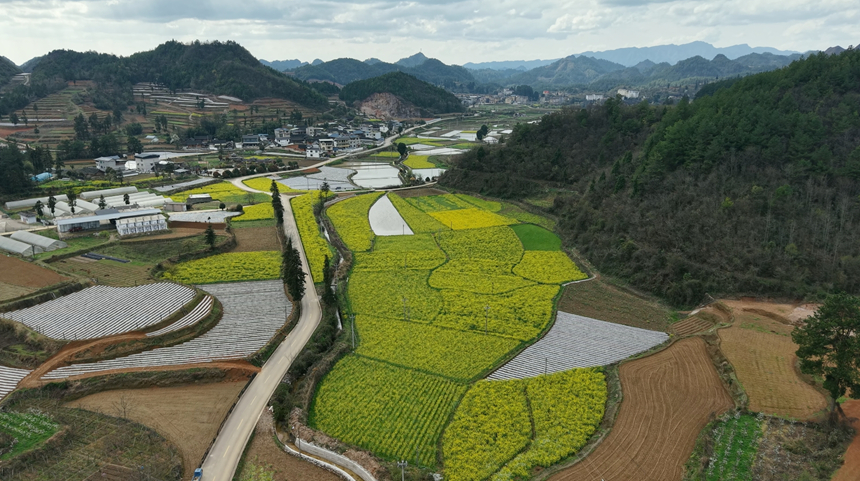施秉县白垛乡部分烤烟地覆膜。詹庆坤摄