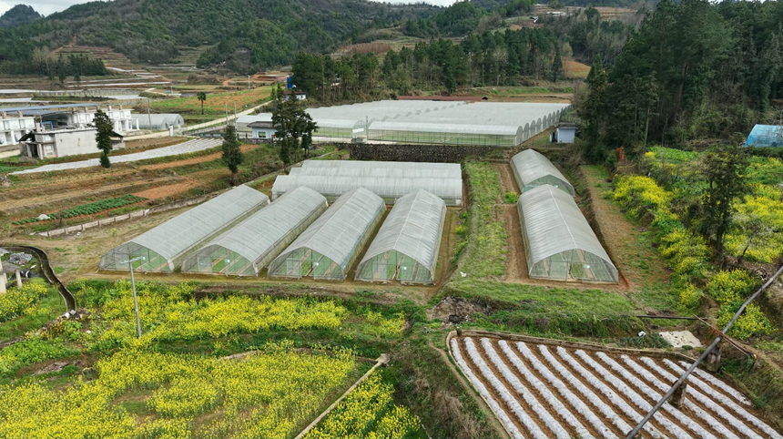 施秉县白垛乡何家坳烤烟育苗大棚。詹庆坤摄