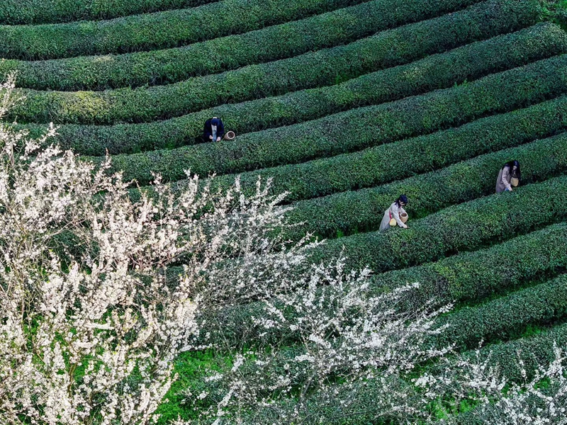 茶園採茶.jpg