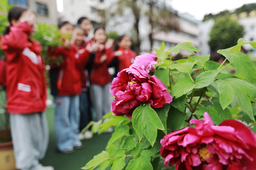 2026年3月31日，贵州省黔西市第一小学的老师和学生在校园里欣赏牡丹花，并拍照留影。