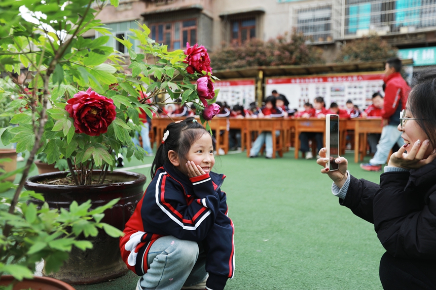 2026年3月31日，贵州省黔西市第一小学的学生和家长在校园里欣赏牡丹花。