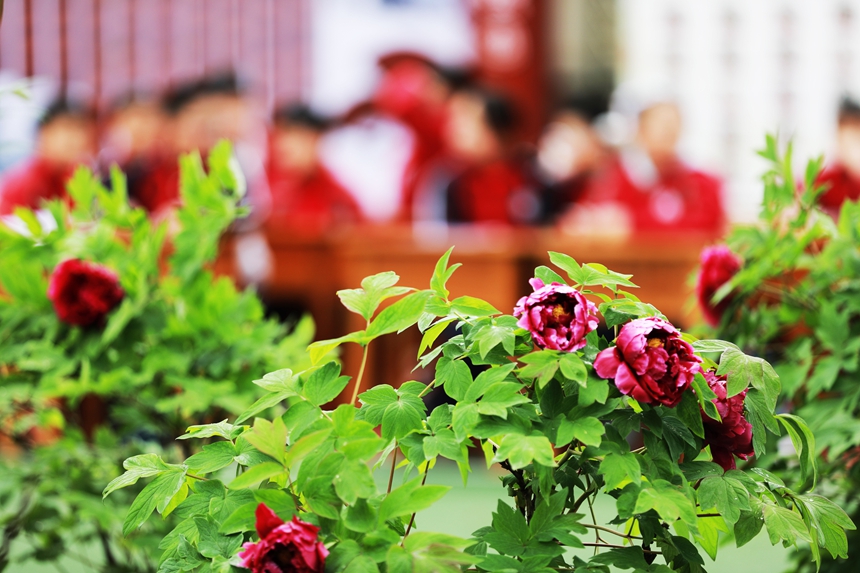 2026年3月31日，贵州省黔西市第一小学的学生在校园里赏牡丹，并进行现场书法、绘画、作文和讲故事比赛。