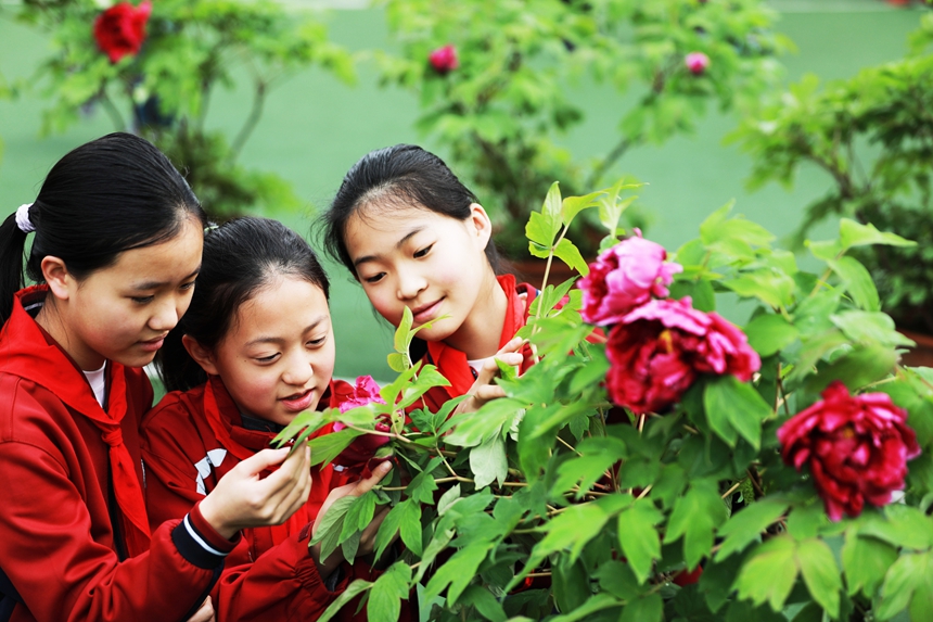2026年3月31日，贵州省黔西市第一小学的学生在校园里欣赏盛开的牡丹花。
